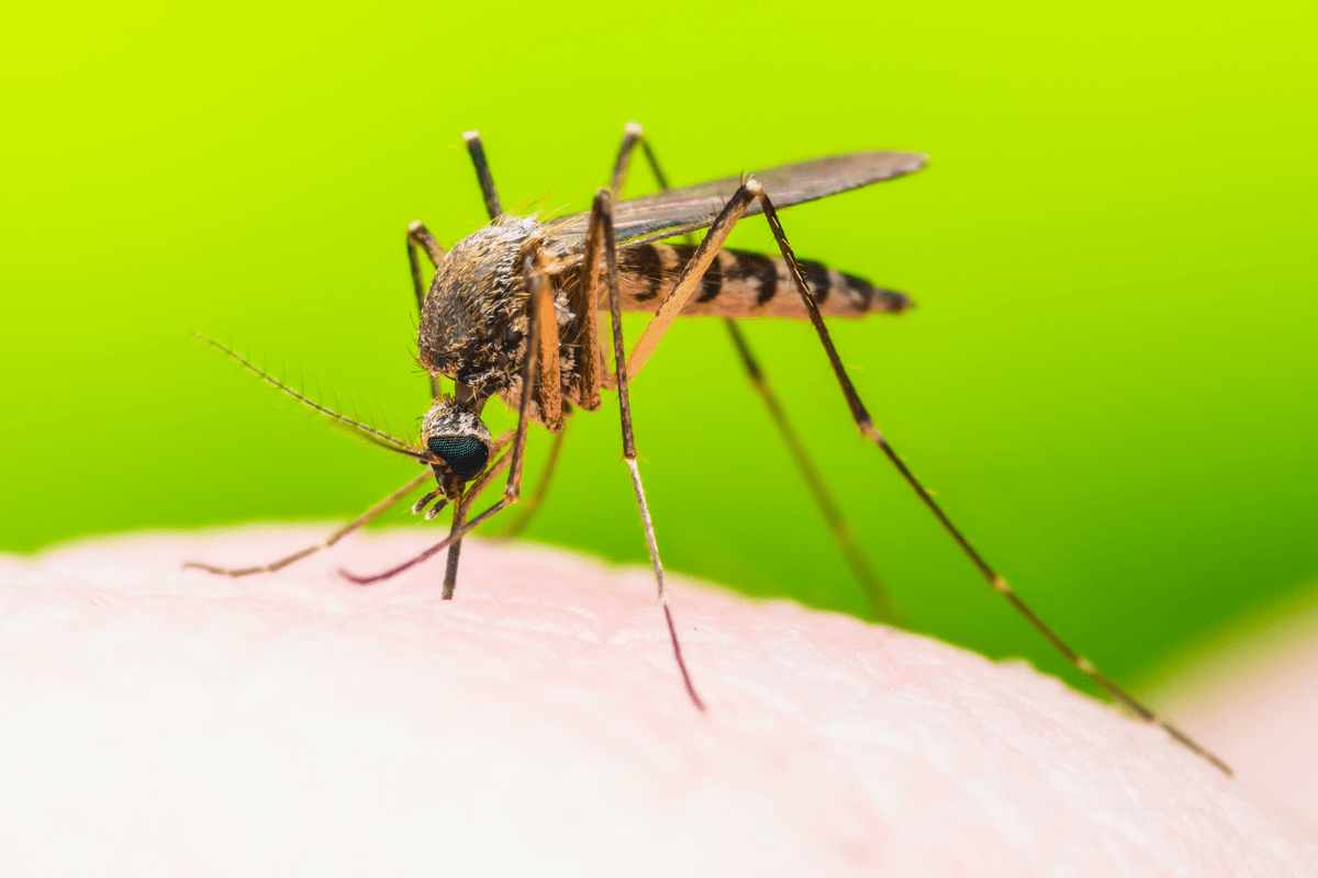 malaria prophylaxis dibden